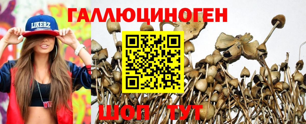 Псилоцибиновые грибы Cubensis  Псилоцибиновые грибы прущие грибы  Владимир  Вход с VPN 